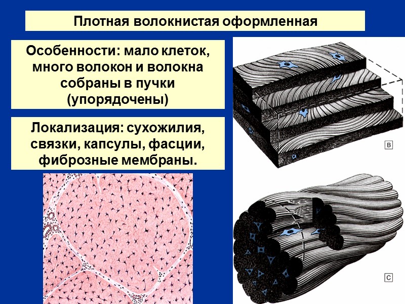 Плотная волокнистая оформленная Особенности: мало клеток, много волокон и волокна собраны в пучки (упорядочены)